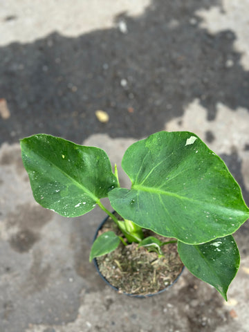 Monstera Thai 'New Mutation' S6