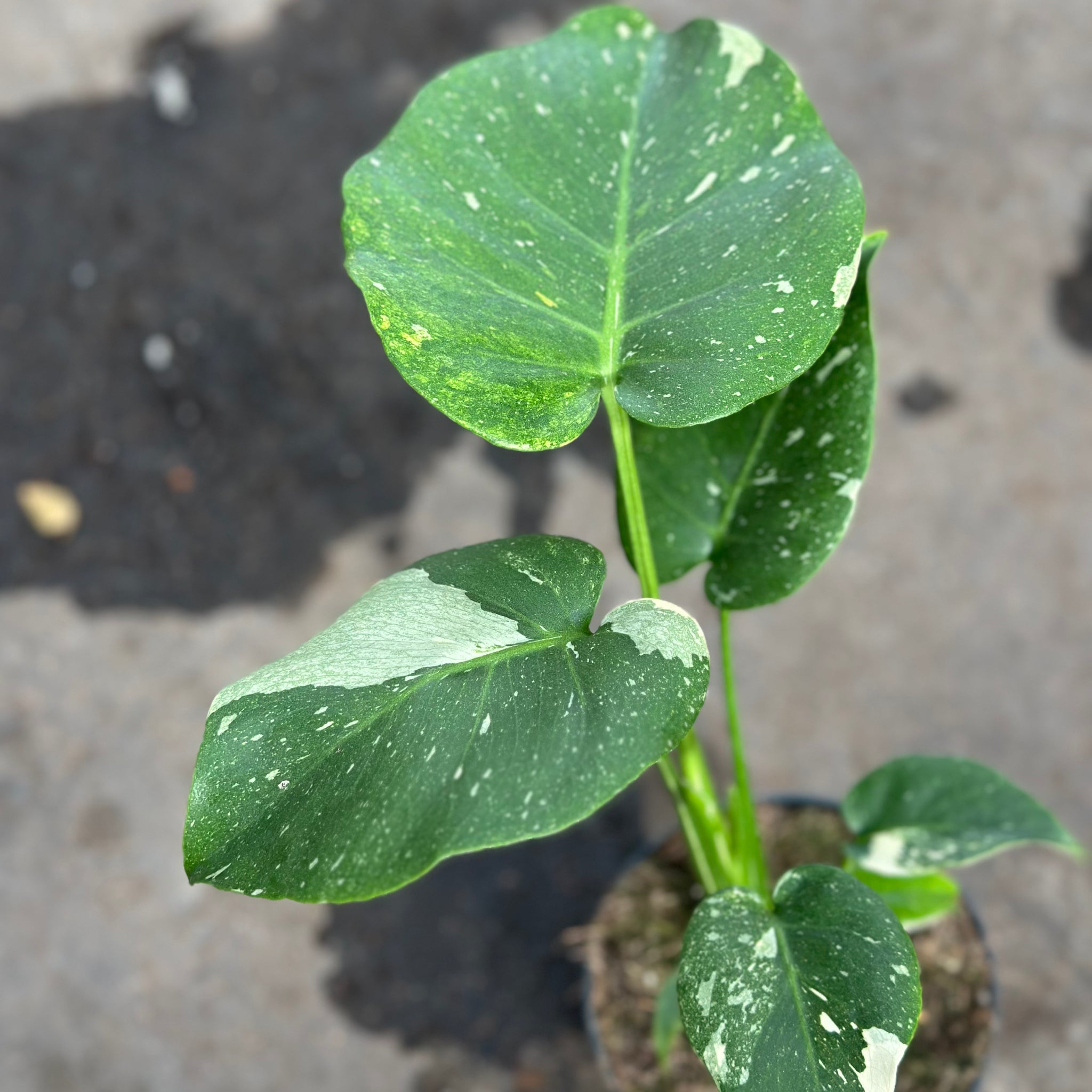 Monstera Thai 'New Mutation' S7