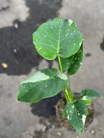 Monstera Thai 'New Mutation' S7