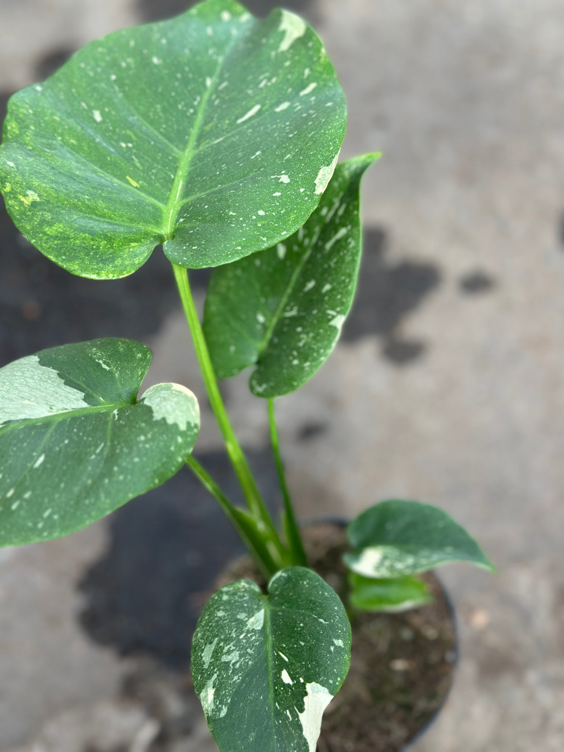 Monstera Thai 'New Mutation' S7