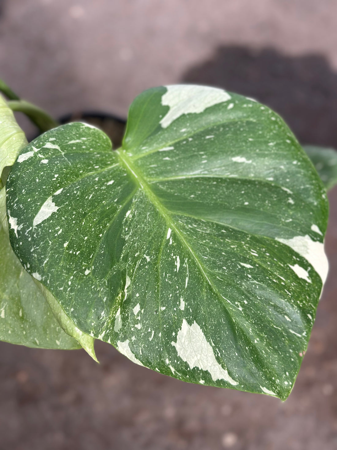 Monstera Thai 'New Mutation' S8