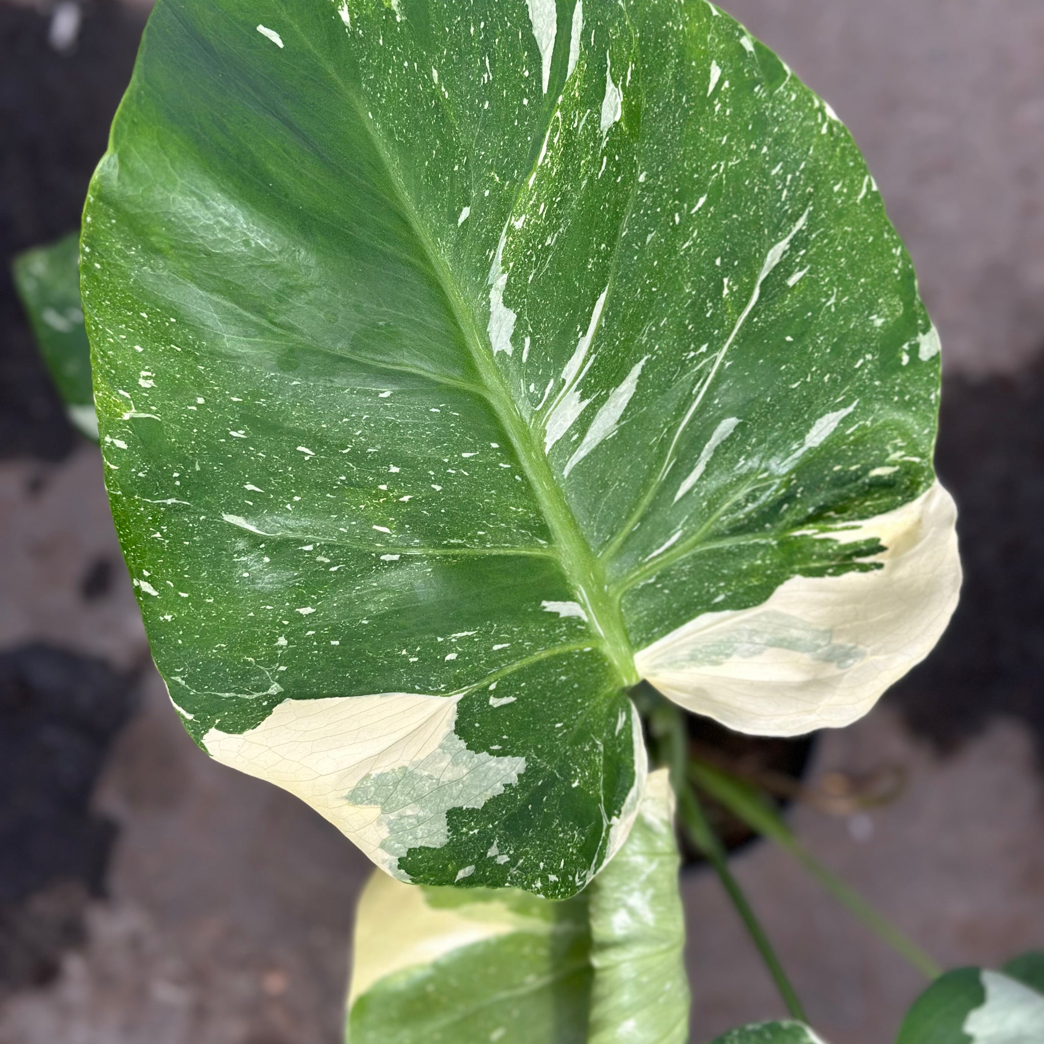 Monstera Thai 'New Mutation' S8