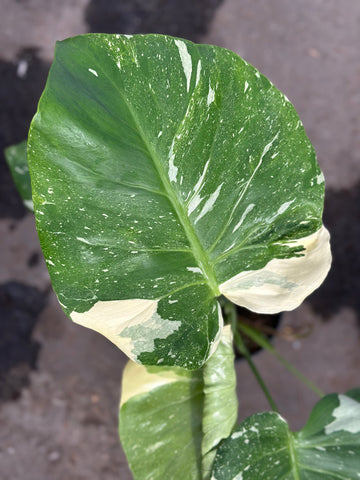 Monstera Thai 'New Mutation' S8