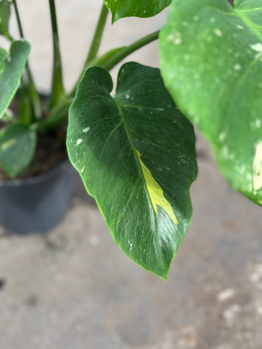 Monstera Thai 'New Mutation Lime Green' S9