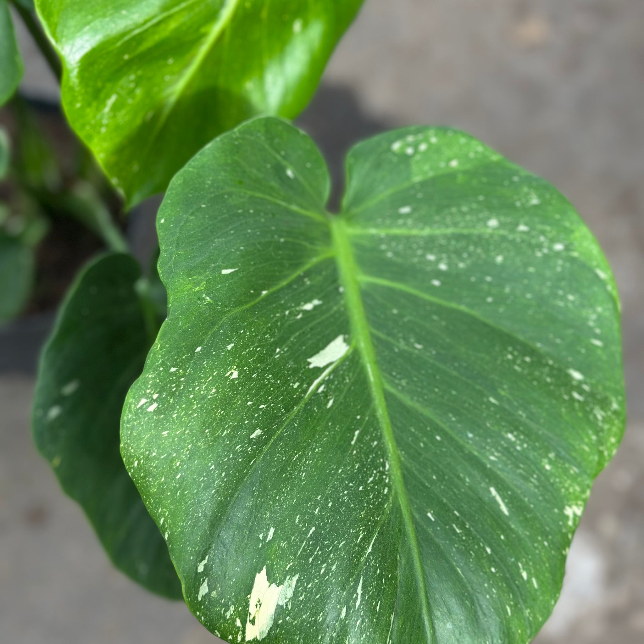 Monstera Thai 'New Mutation Lime Green' S9