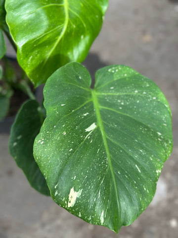 Monstera Thai 'New Mutation Lime Green' S9