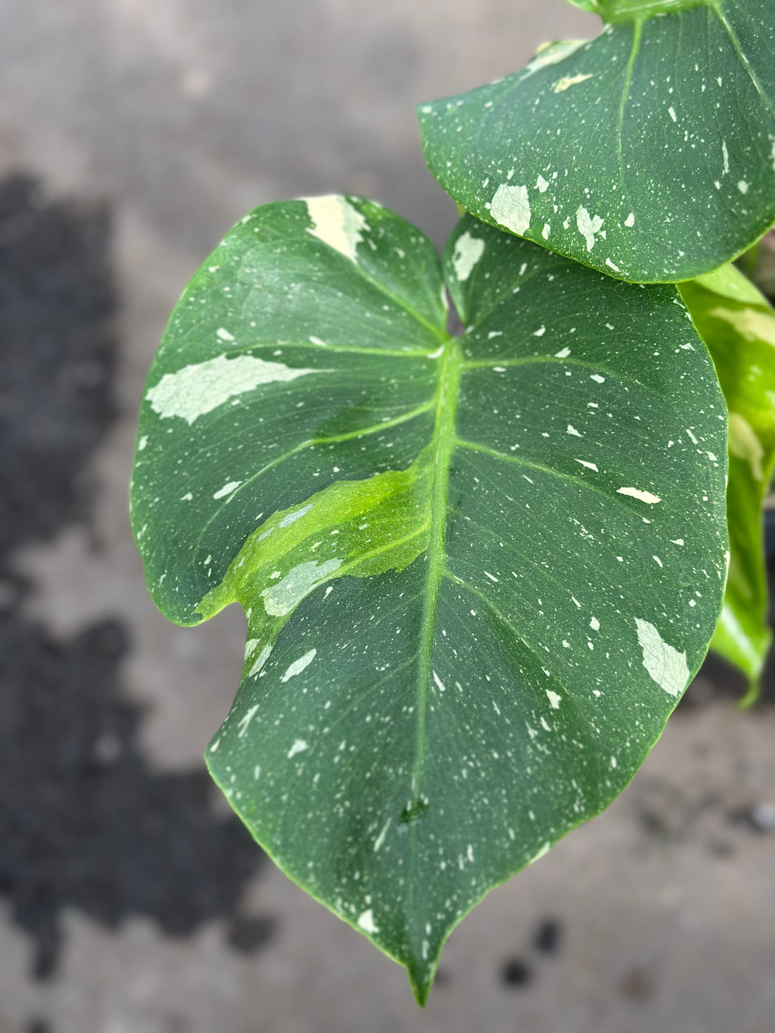 Monstera Thai 'New Mutation Lime Green' S10