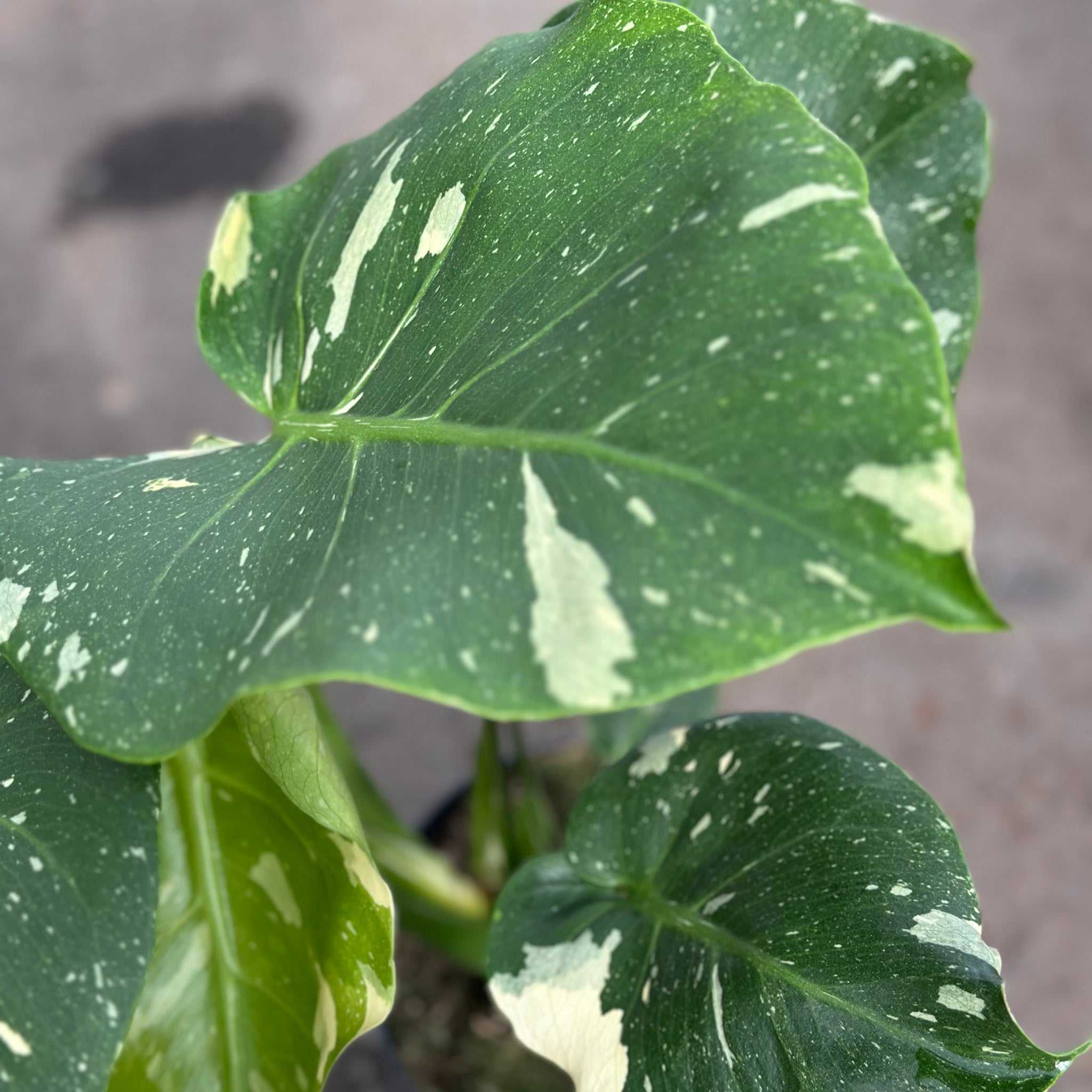 Monstera Thai 'New Mutation Lime Green' S10