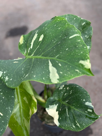 Monstera Thai 'New Mutation Lime Green' S10