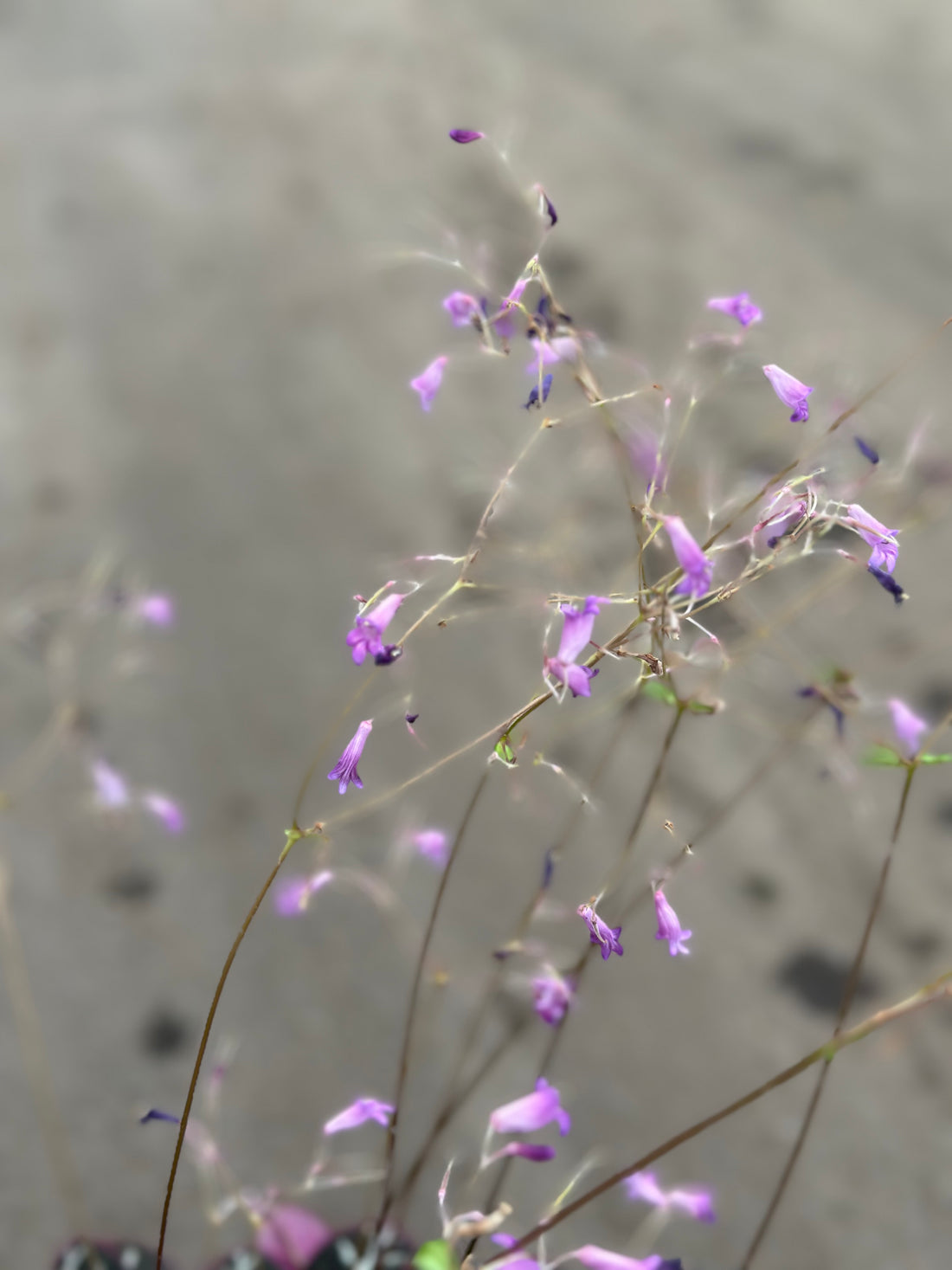 Primulina Sinovietnamica ‘Hanoi’