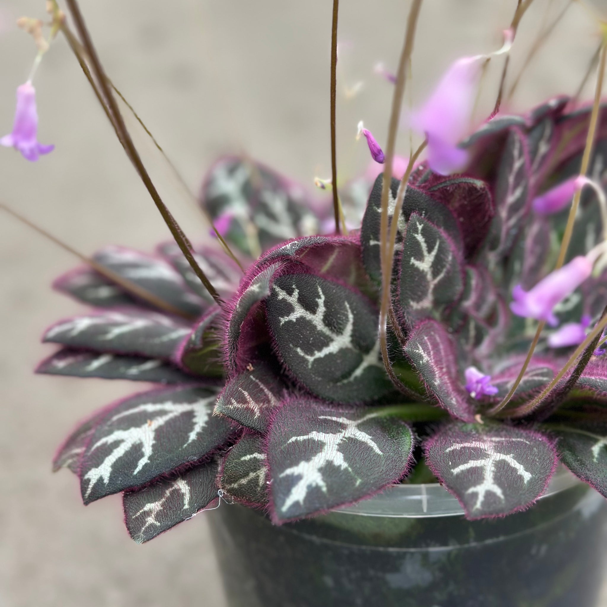 Primulina Sinovietnamica ‘Hanoi’