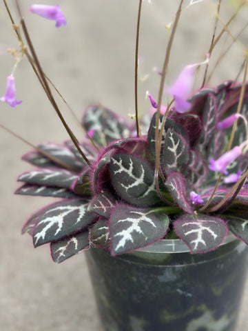 Primulina Sinovietnamica ‘Hanoi’