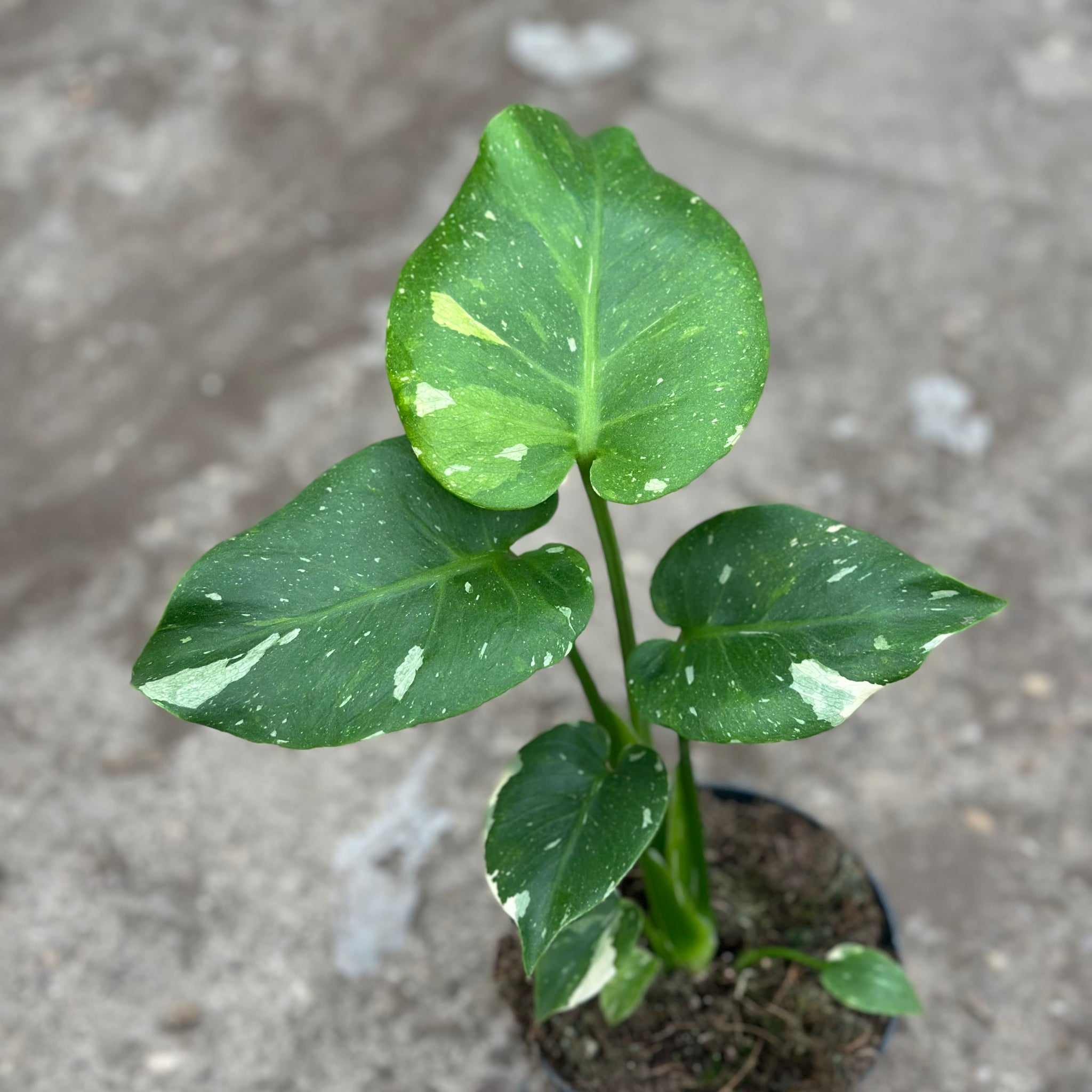 Monstera Thai 'New' S14