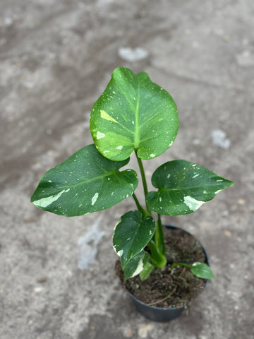 Monstera Thai 'New' S14