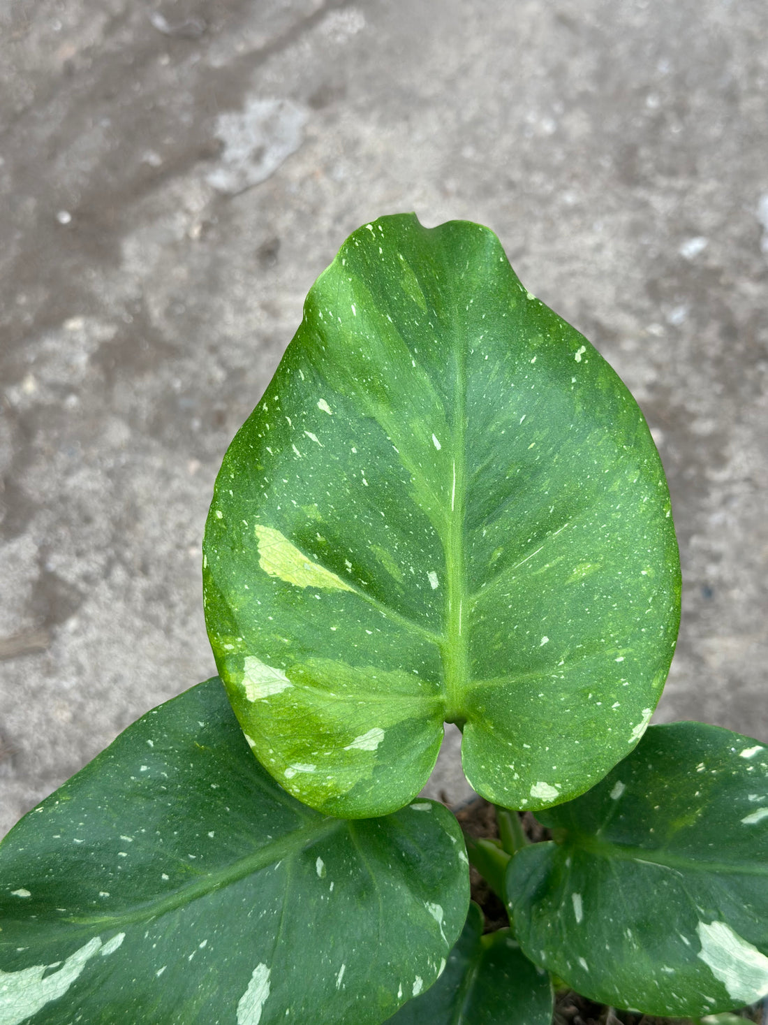 Monstera Thai 'New' S14