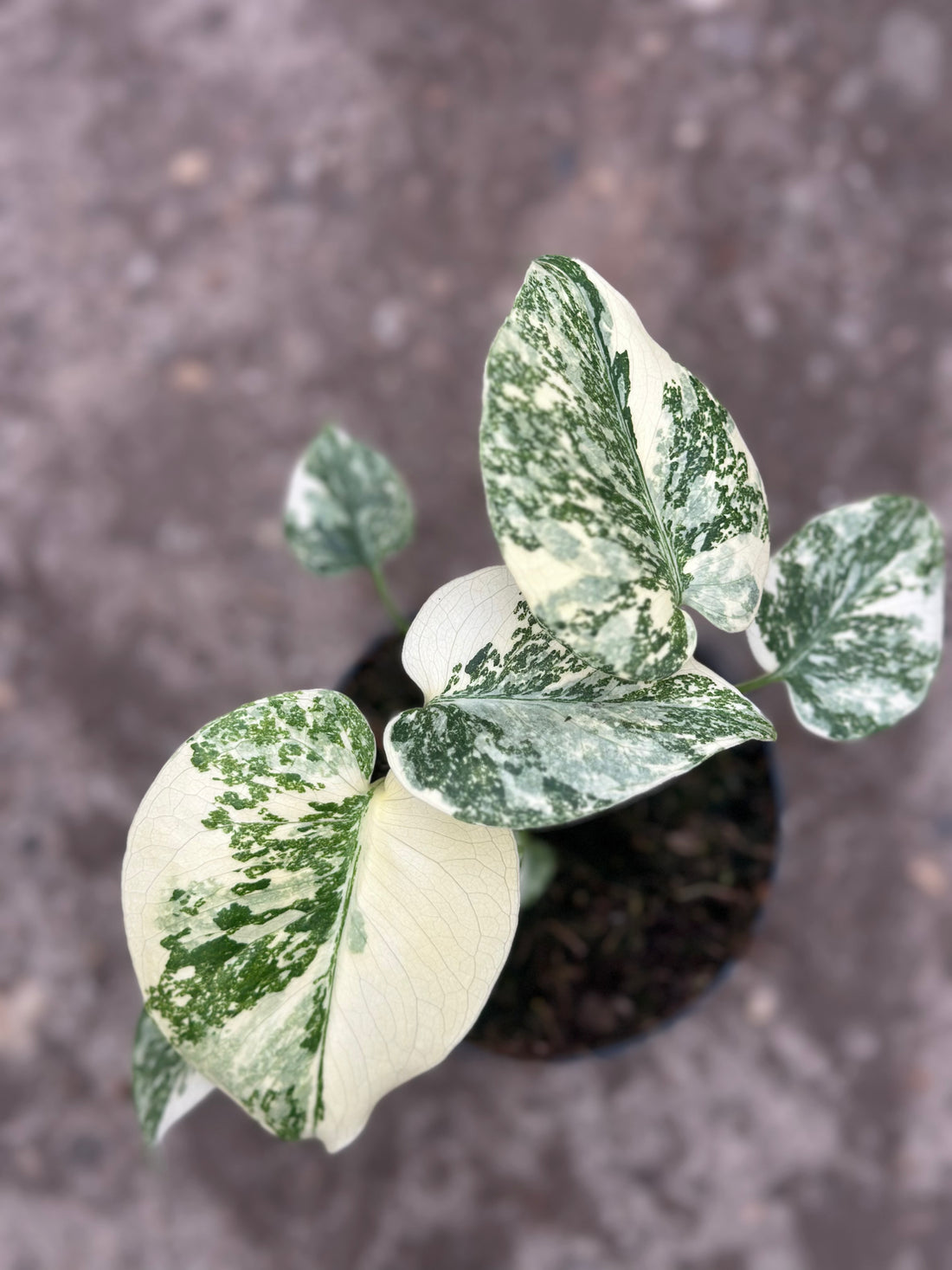 Monstera Thai 'Galaxy' S15