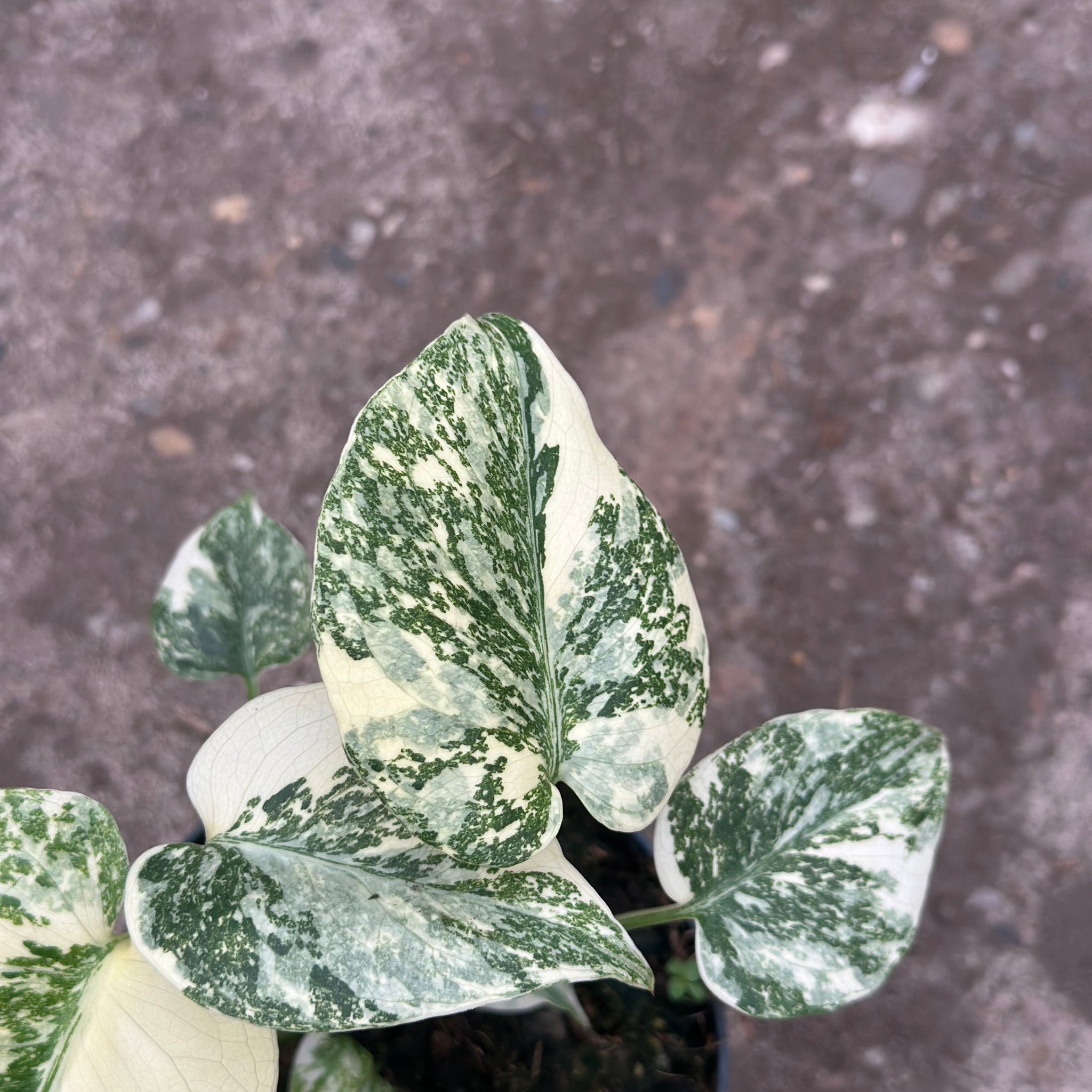 Monstera Thai 'Galaxy' S15