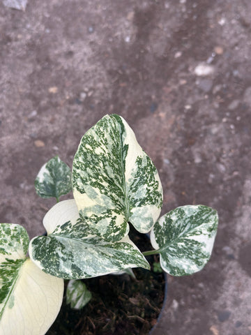 Monstera Thai 'Galaxy' S15