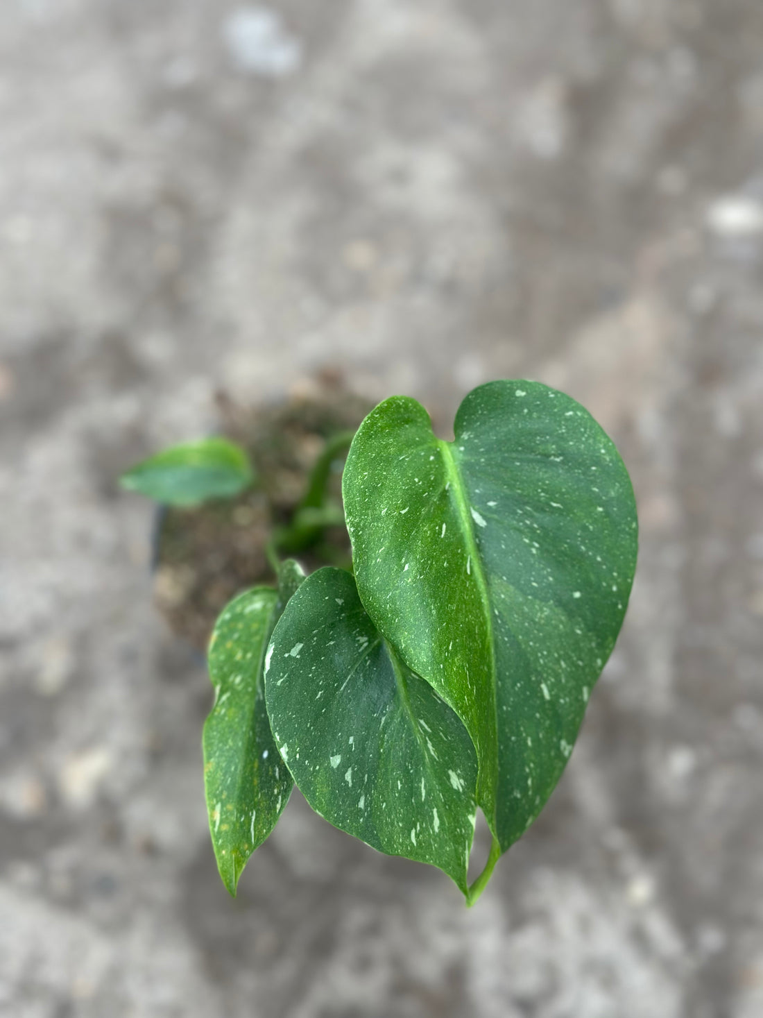 Monstera Thai 'Green Mutation' S16