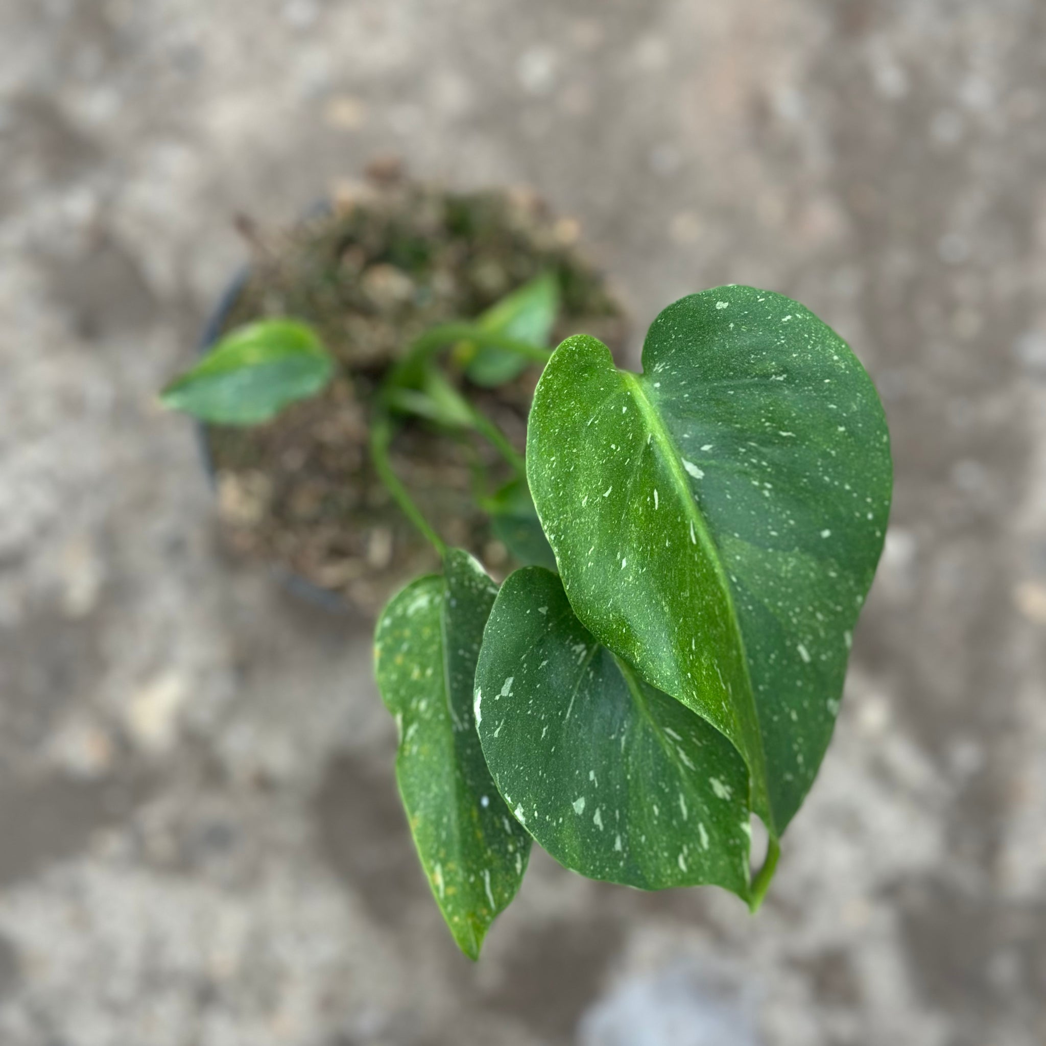 Monstera Thai 'Green Mutation' S16