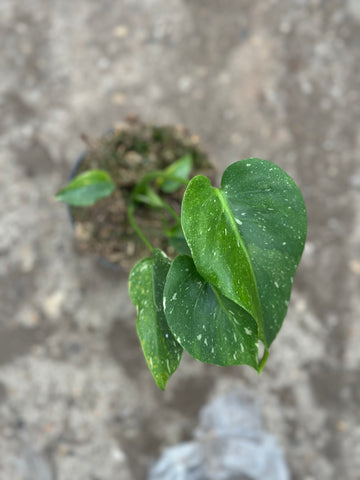 Monstera Thai 'Green Mutation' S16