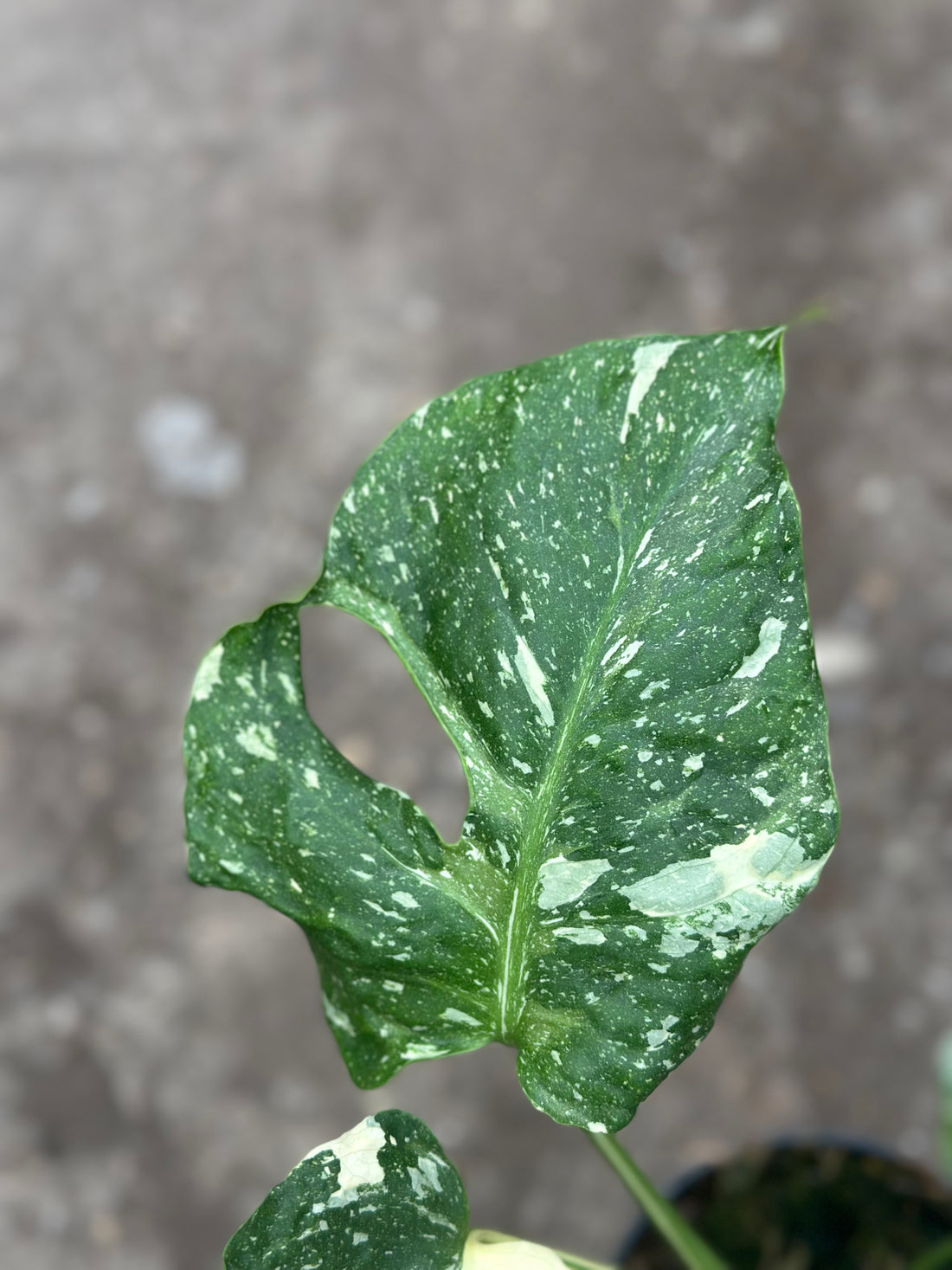 Monstera Thai 'New Mutation' S17