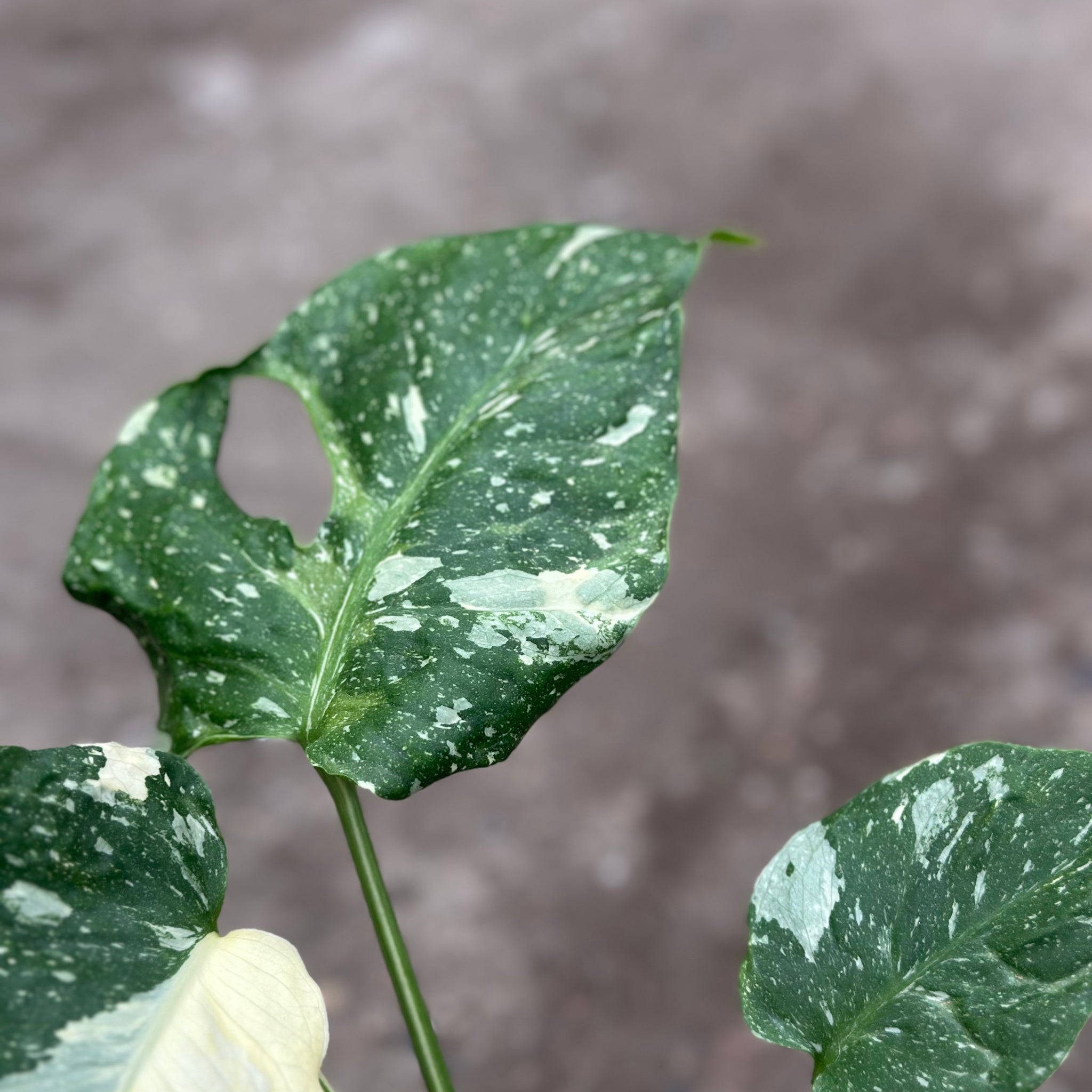 Monstera Thai 'New Mutation' S17