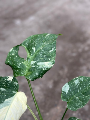 Monstera Thai 'New Mutation' S17