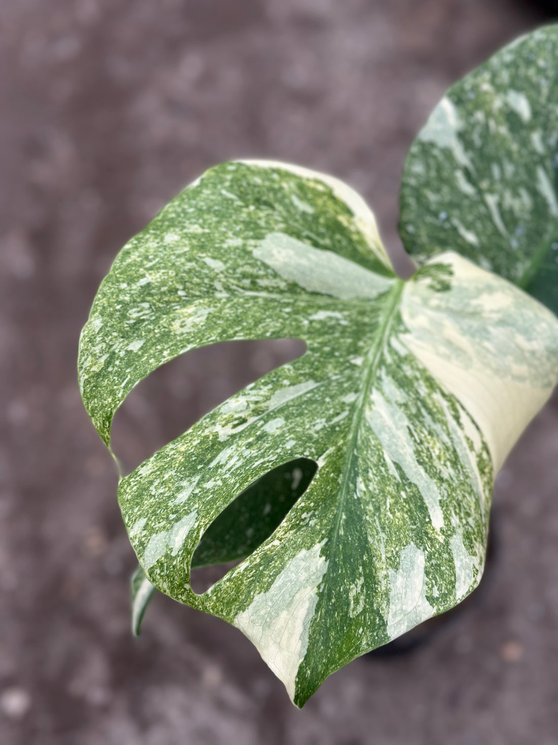 Monstera Thai 'Platinum' S19