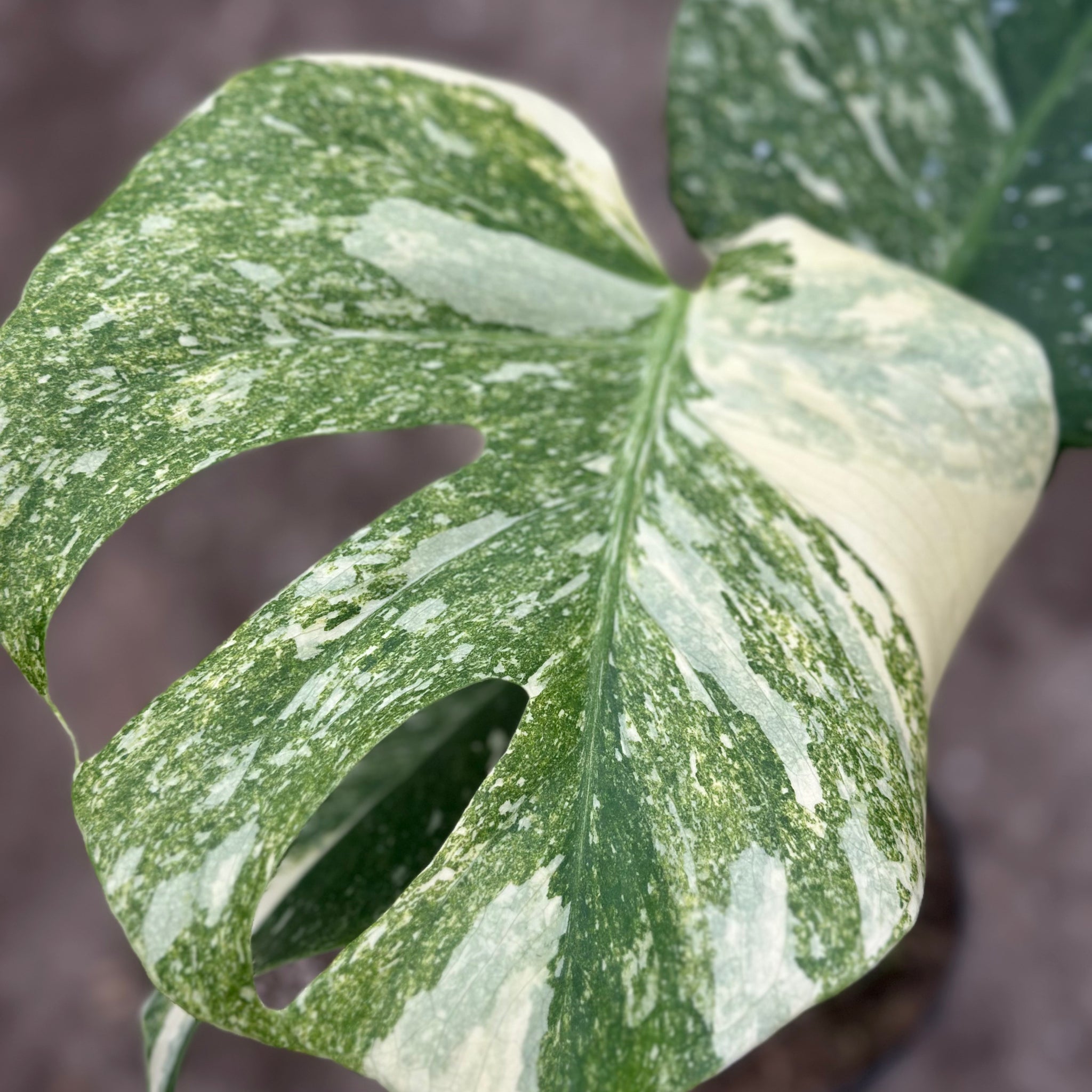 Monstera Thai 'Platinum' S19