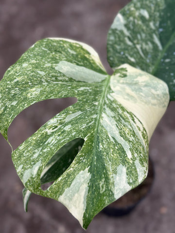 Monstera Thai 'Platinum' S19