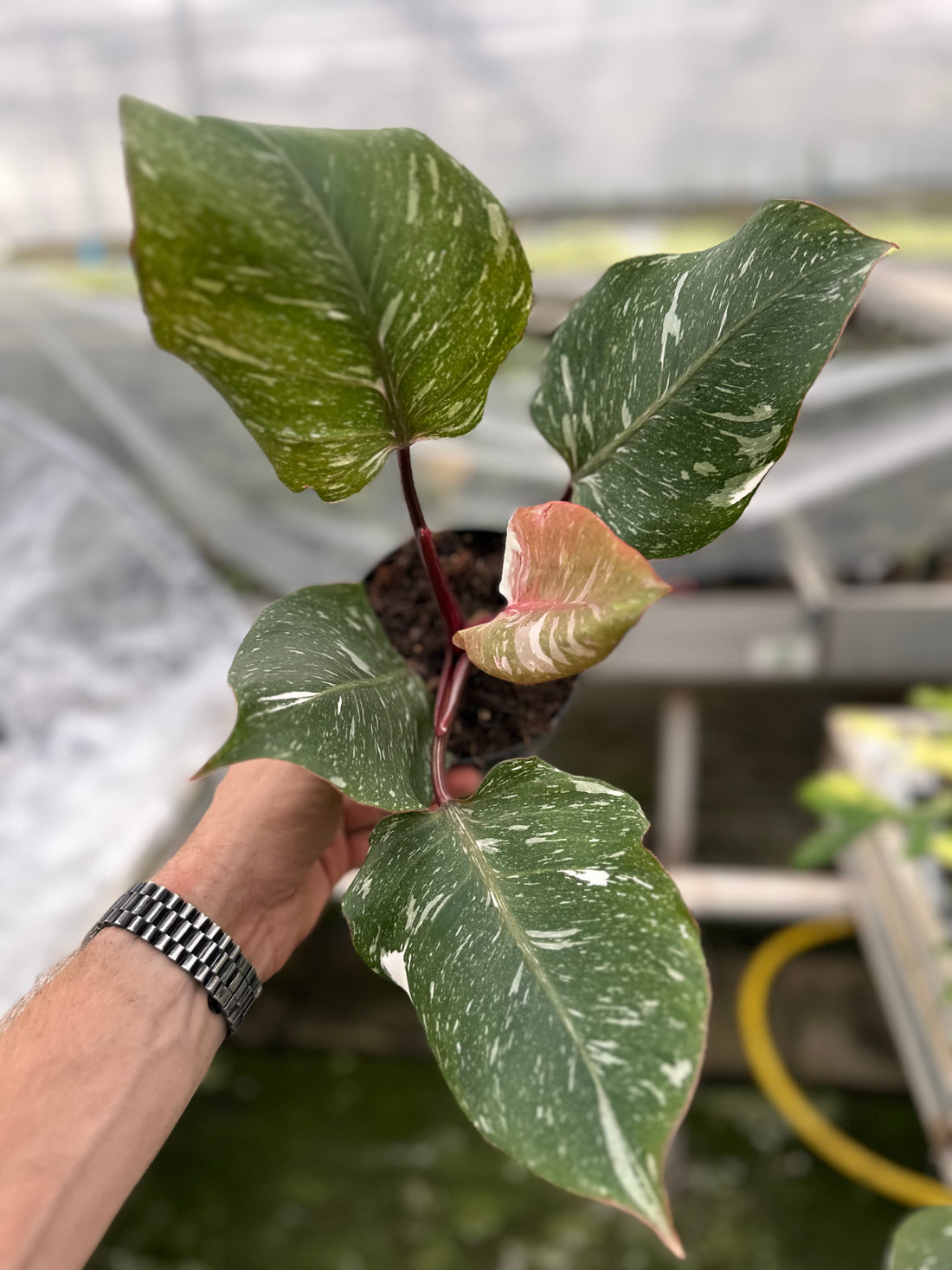 Philodendron White Knight Marble King