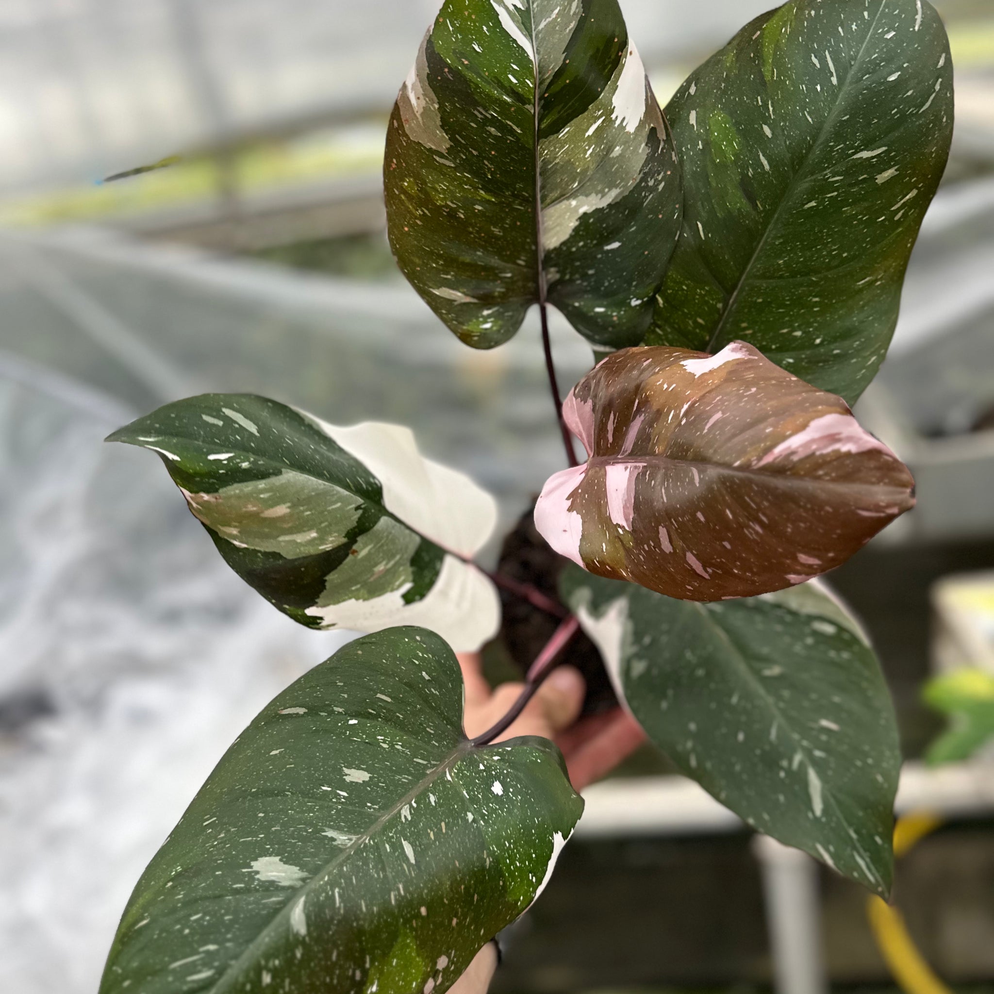 Philodendron White Knight Marble King