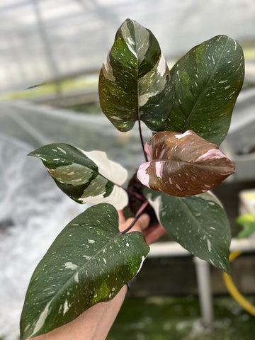 Philodendron White Knight Marble King