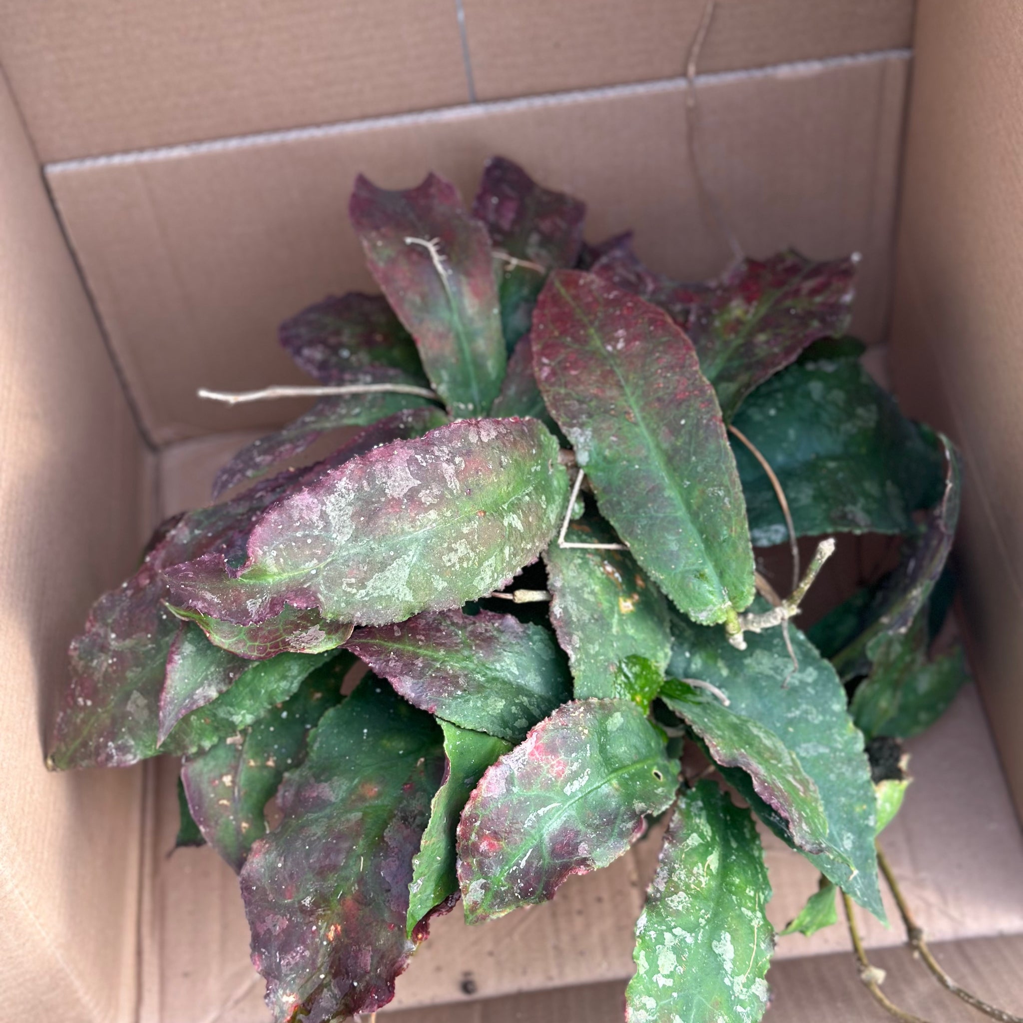 Exclusive Hoya Mother Plants for Sale – Rare Varieties from Our Private Collection