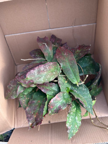 Exclusive Hoya Mother Plants for Sale – Rare Varieties from Our Private Collection