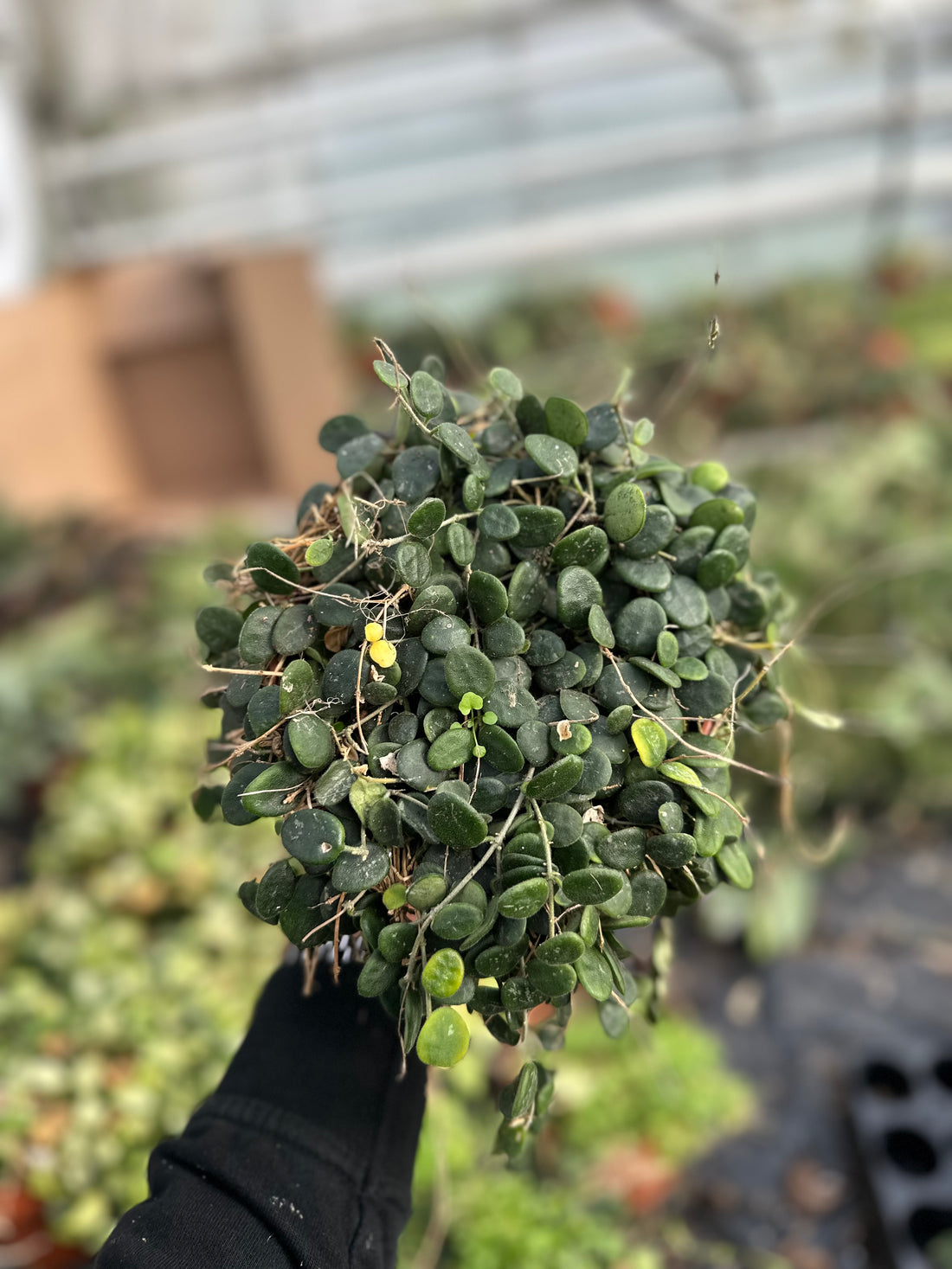 Exclusive Hoya Mother Plants for Sale – Rare Varieties from Our Private Collection