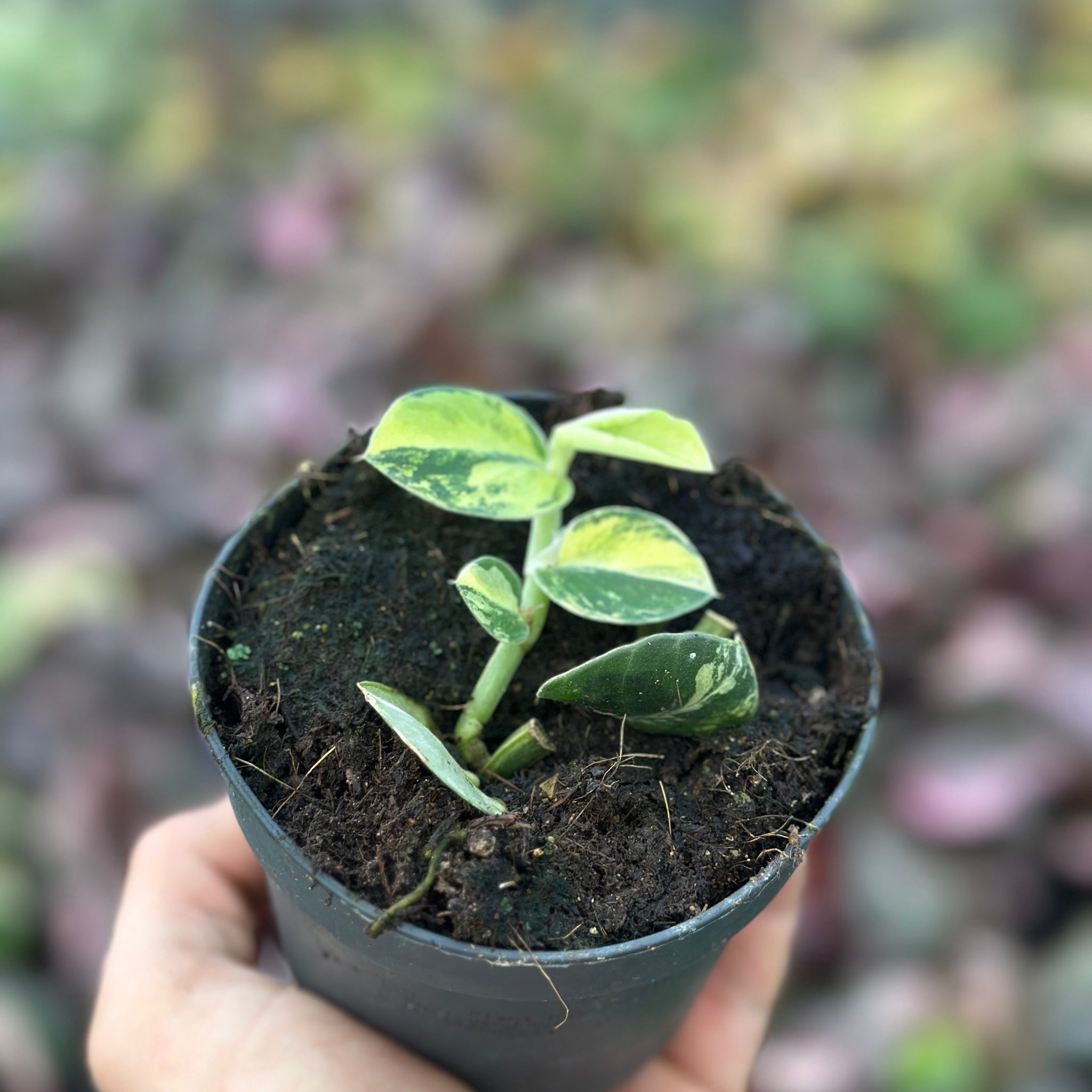 Rhaphidophora Hayi Variegata