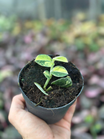 Rhaphidophora Hayi Variegata