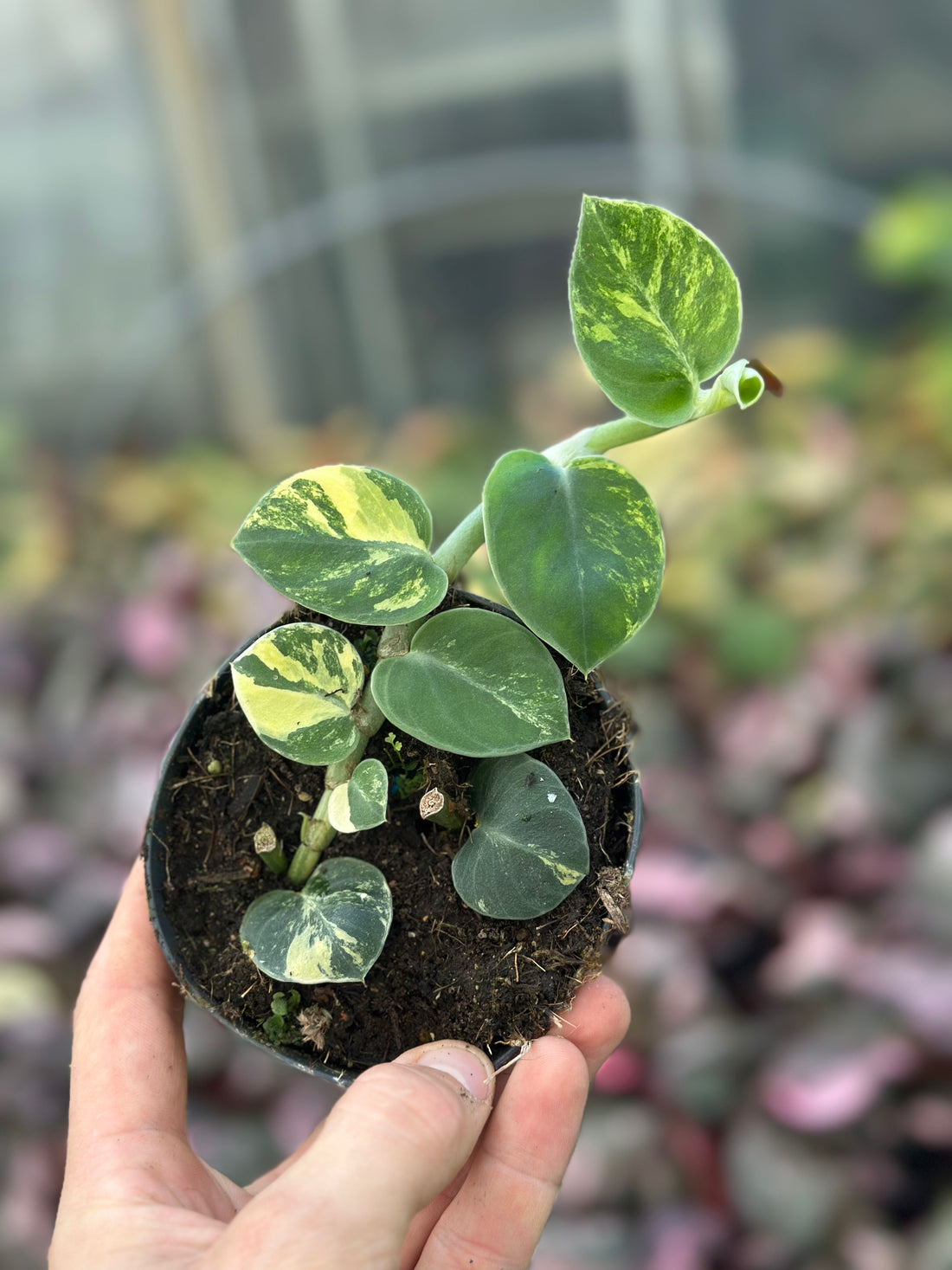 Rhaphidophora Hayi Variegata