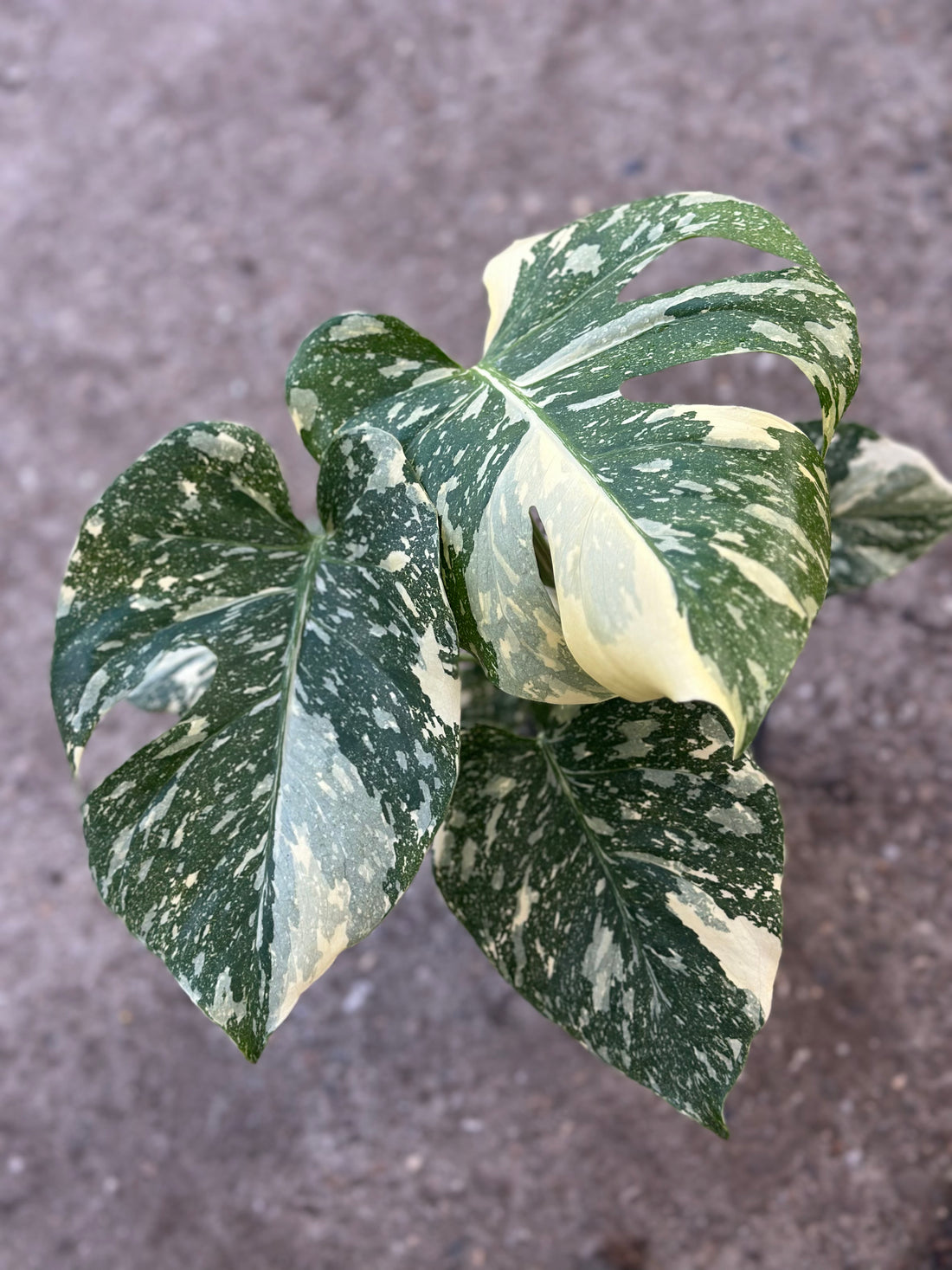 Monstera Thai Constellation 15CM (Select your plant)