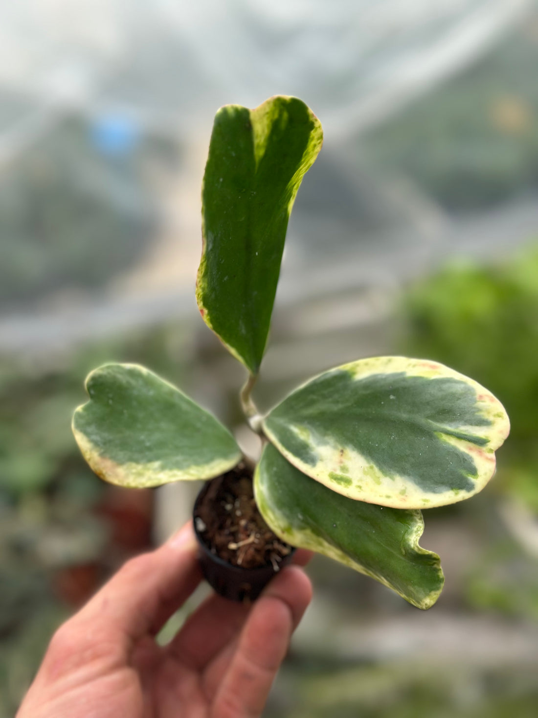 Hoya kerrii Albomarginata Spot Margin