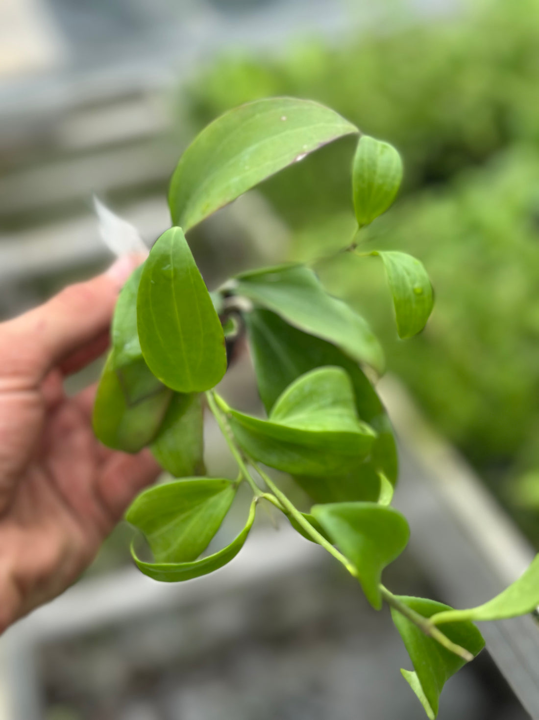 Hoya Merilli Long Leave