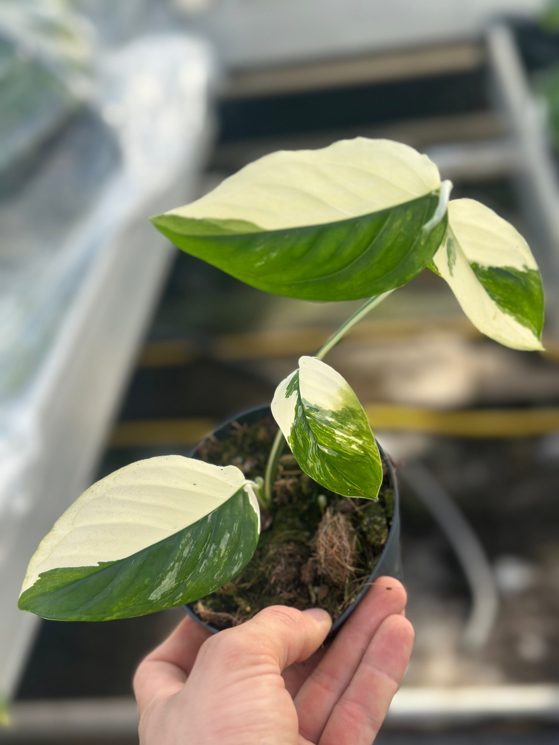 monstera acacoyaguensis Monstera Accoyaguensis Albo Variegated – GrowJungle