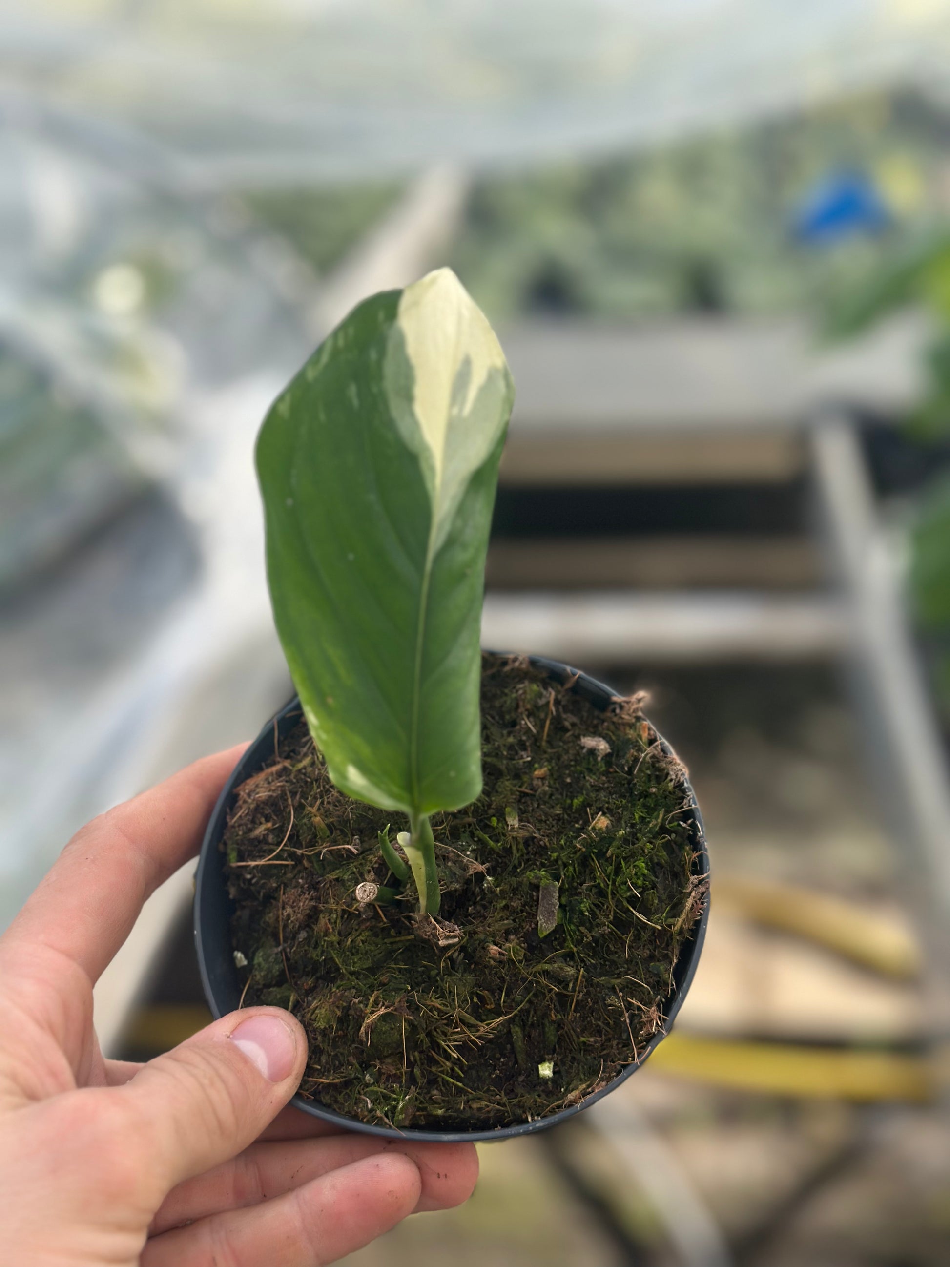 monstera acacoyaguensis for sale Monstera Accoyaguensis Albo Variegated – GrowJungle