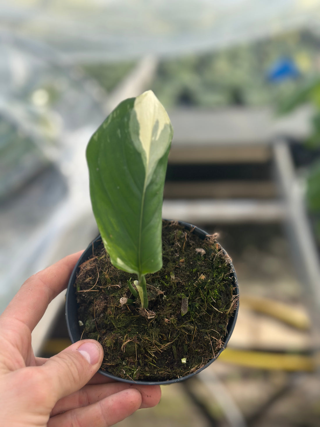 Monstera Accoyaguensis Albo Variegated