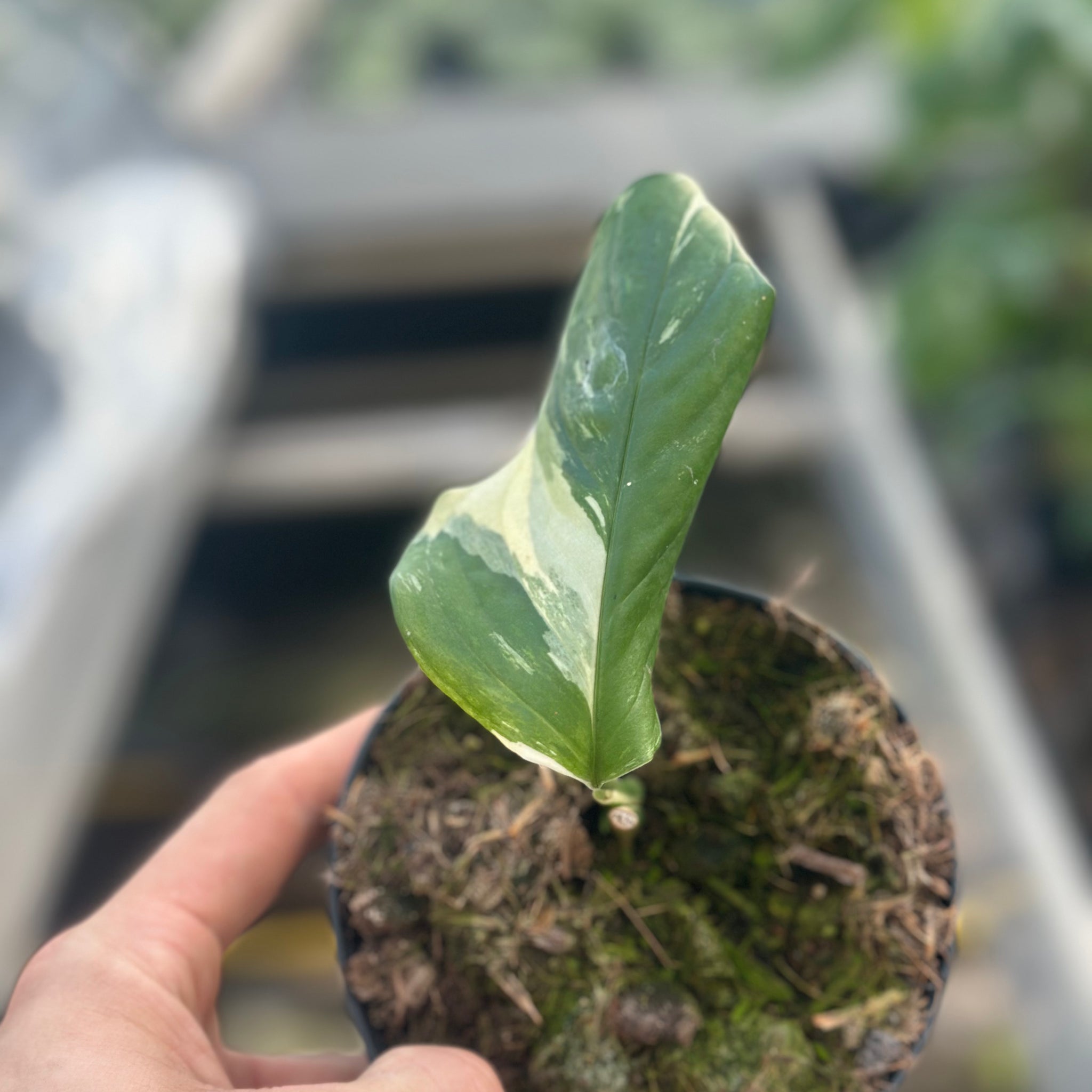 Monstera Accoyaguensis Albo Variegated