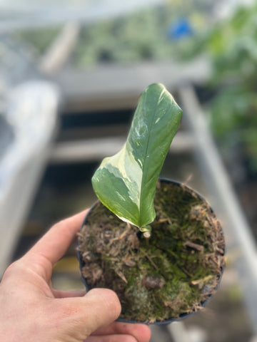 Monstera Accoyaguensis Albo Variegated