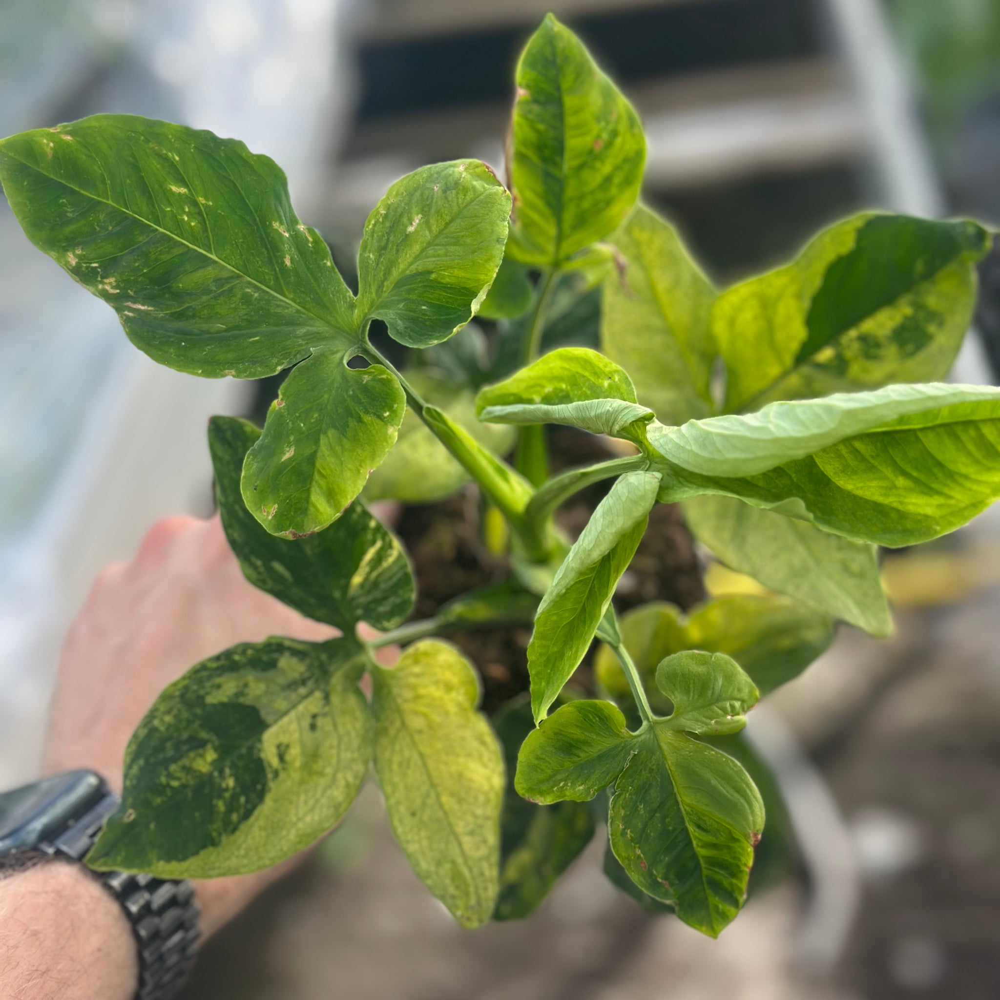 Syngonium Scrambled Eggs
