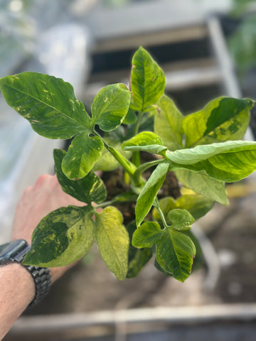 Syngonium Scrambled Eggs